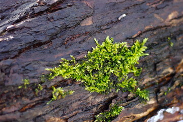 Moss on a tree in early spring.