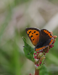 ベニシジミ（Lycaena phlaeas）