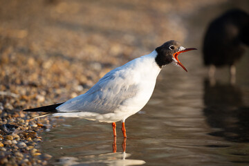 Screeching gull
