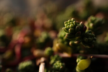 道端に生える美しい野生植物