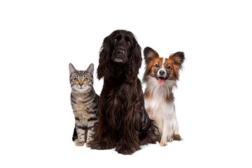 two dogs and one tabby cat sitting in front of a white background