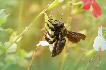 Closeup of the black giant  violet carpenter bee , Xylocopa violaceae sipping nectar in Gard, France