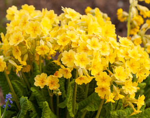 Yellow primroses bunch on garden.