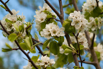 pear branch blooming on spring.