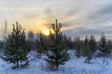 Sunset in warm colors in a clearing in a winter forest. Pine and birch trees against the backdrop of a beautiful blue-yellow sky with cirrus clouds. White fluffy snow underfoot. Winter walks