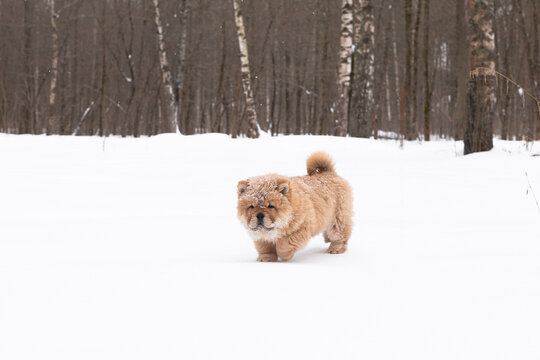 A Little fluffy funny puppy chow chow in winter in the park