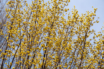 天に伸びる黄色の木花