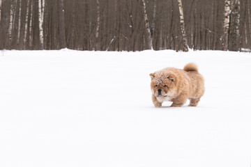 A Little fluffy funny puppy chow chow in winter in the park © Alexander
