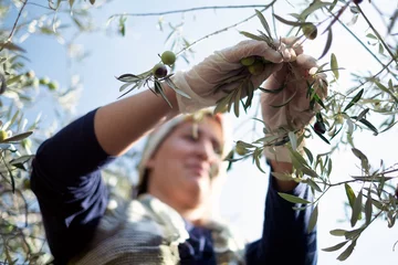 Tuinposter Picking olives © serhatkinay