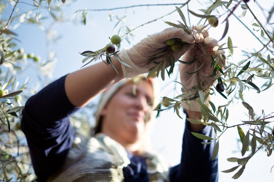 Picking olives - Powered by Adobe