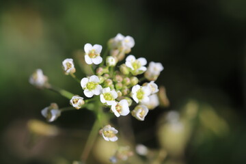 冬の野原に咲くナズナの白い花