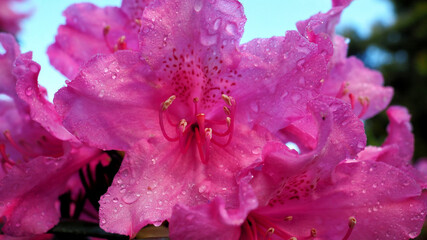 Big pink flower of rhododendron in the garden