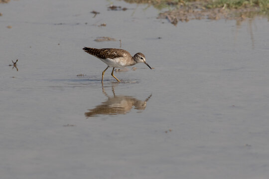 Green Sandpiper