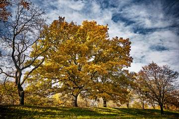 Rodzina drzew
The trees family