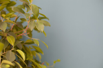 leaves on a blue background