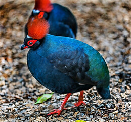 Crested partridge also known as the crested wood partridge, roul-roul, red-crowned wood partridge, green wood quail or green wood partridge. Latin name - Rollulus rouloul