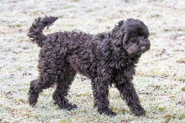 Black Cockerpoo on a frosty winter morning