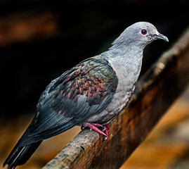 Fruit pigeon on the plank. Latin name - Ducula pisterinaria