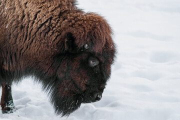 Close up portrait of  European bison (Bison bonasus), also known as wisent or the European wood bison. Cloudy winter day. Selective focus.