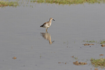 Ruff  bird in water pond 