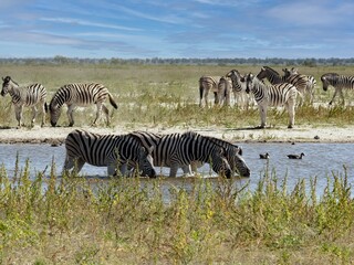 Fototapeta na wymiar A small herd of Damara zebra, Equus burchelli antiquorum, at a watering hole in Etosha National Park. Namibia