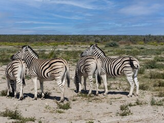 Obraz na płótnie Canvas Damara zebra, Equus burchelli antiquorum, are abundant in the Etosha National Park. Namibia