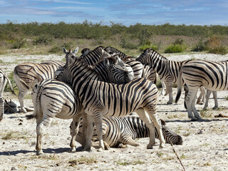 Fototapeta na wymiar Damara zebra, Equus burchelli antiquorum, take care of each other's fur in Etosha National Park. Namibia