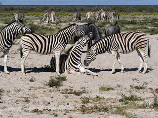 Fototapeta na wymiar Damara zebra games, Equus burchelli antiquorum, in Etosha National Park. Namibia