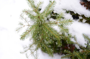 The young spruce with water drops