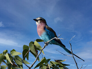 The Lilac-breasted Roller, Coracias caudata, is one of Africa's most colorful birds. Namibia