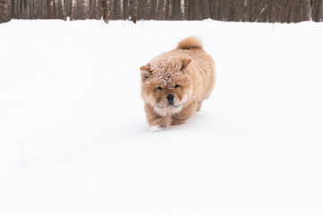 A Little fluffy funny puppy chow chow in winter in the park © Alexander