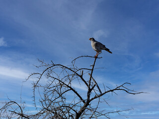 A pale chanting goshawk, Melierax canorus, sits on a dry tree and observes the surroundings. Namibia
