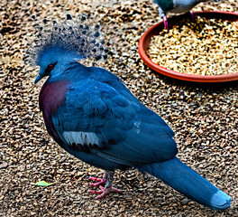 Victoria crowned pigeon on the ground. Latin name - Goura victoria beccarii
