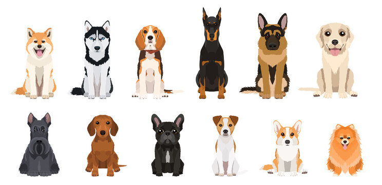 Cartoon dogs breeds set. Collection of vector illustrations isolated on white background. Flat design	
