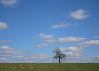 Fototapeta na wymiar solitary tree in a field