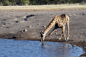 Fototapeta na wymiar Angolan Giraffe, Giraffa camelopardalis angolensis, if it wants to drink, it must spread wide. Namibia