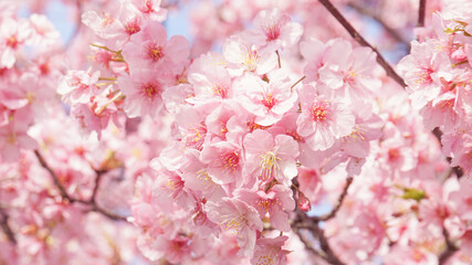 河津桜のアップ