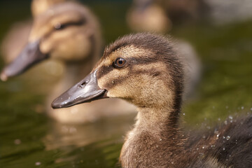 Close up of a young duck