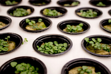Close-up of basil microgreens. Growing basil in hydroponic system sprouts close up view. Vegan and healthy eating concept. Sprouted seeds, micro greens.