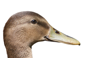 Close up of a mallard female duck isolated in white background