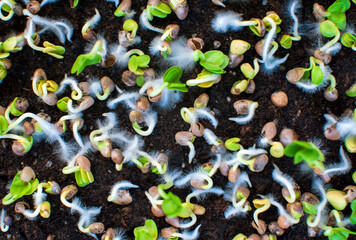 germination of microgreen seeds in the soil. young seedlings. view from above. defocus