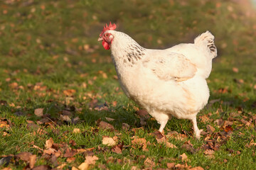 White Sussex chicken running free in the garden