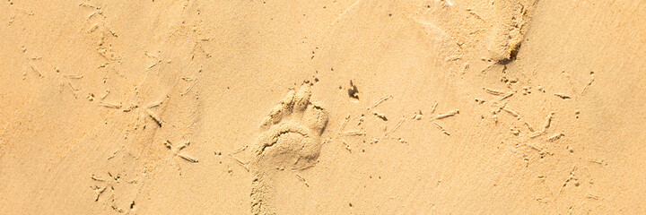 bird tracks and footprints of people on the sand of the beach. Top view. Banner.