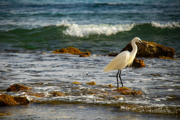 Garza blanca en la costa cin olas de fondo