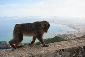 A macaque monkey discovering the city of Bejaïa in the north of Algeria 
