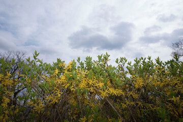 green and yellow spring awakening in the plant world