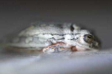 frog closeup 