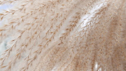 Close up view of fluffy pampas grass. 