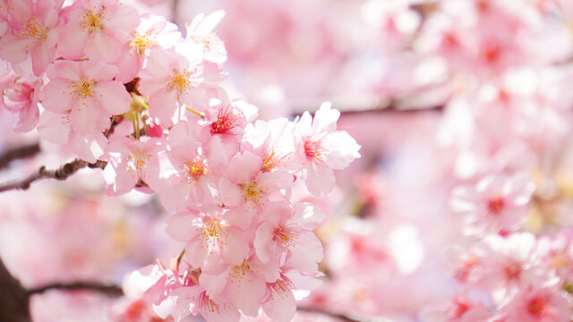 満開の河津桜のアップ