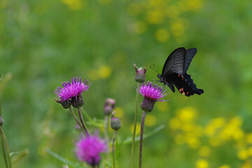 ノアザミとクロアゲハ